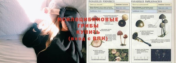 дживик Покров
