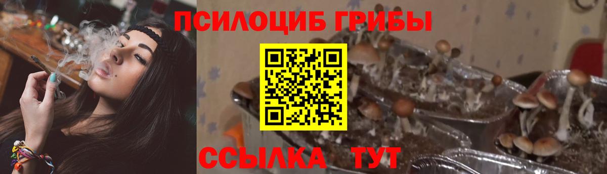 Галлюциногенные грибы Psilocybine cubensis Саянск